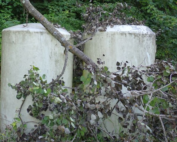 Auction listing photo