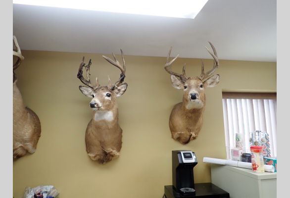 Auction listing photo