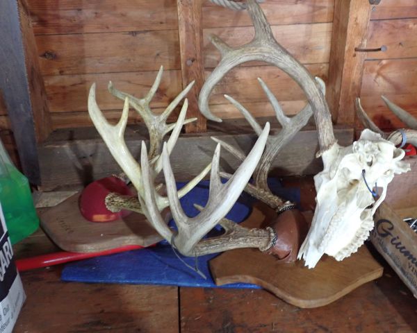 Auction listing photo