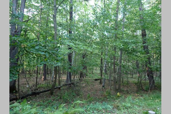 Auction listing photo