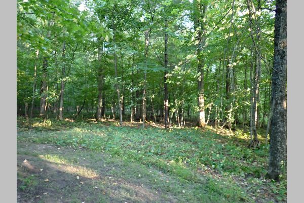 Auction listing photo