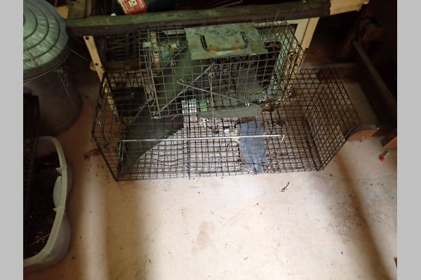 Auction listing photo