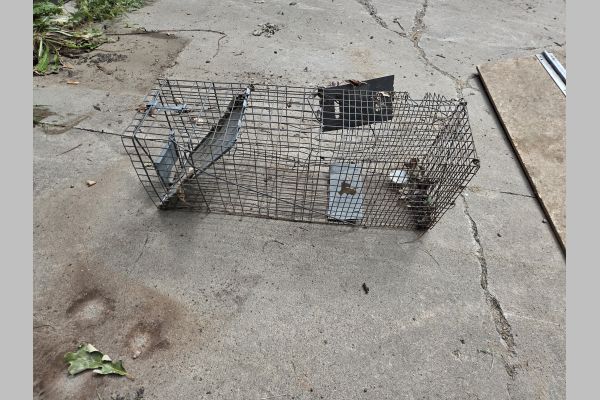 Auction listing photo